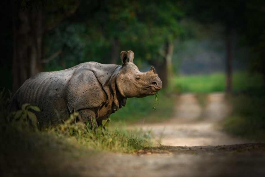 The Spiritual Odyssey through Assam